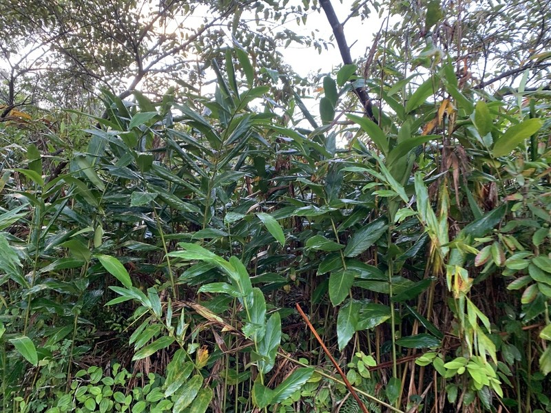 Aframomum angustifolium photo 2