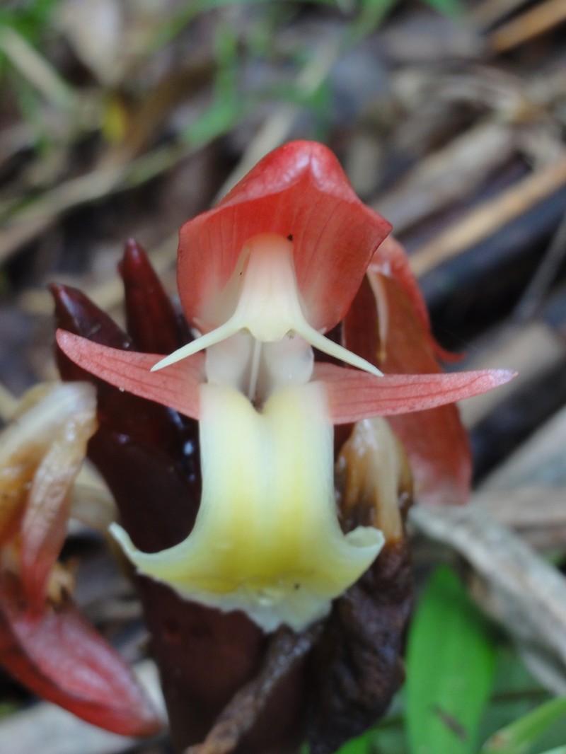 Aframomum angustifolium photo 3