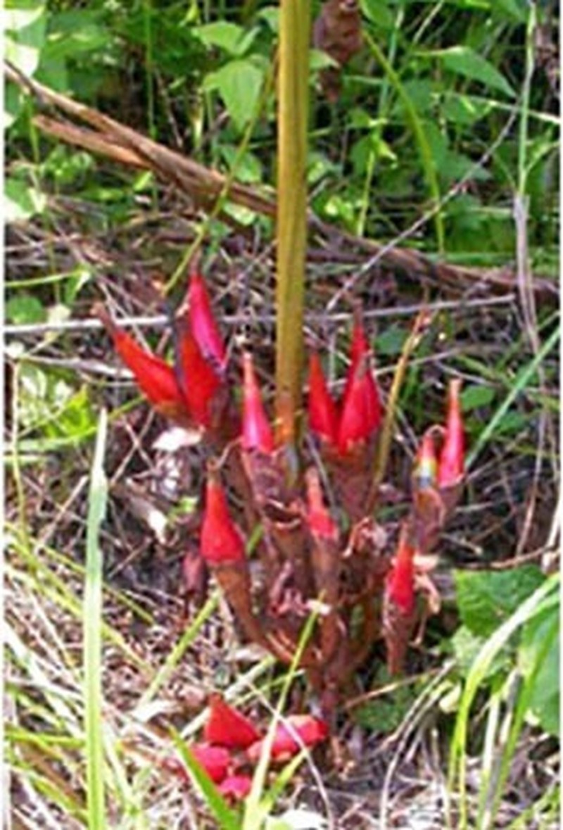 Aframomum angustifolium photo 4