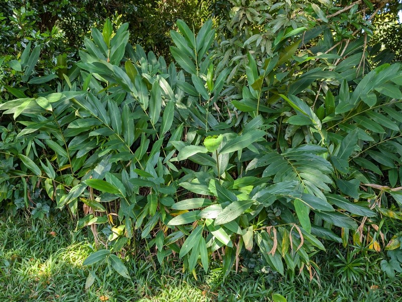 Aframomum angustifolium photo 5