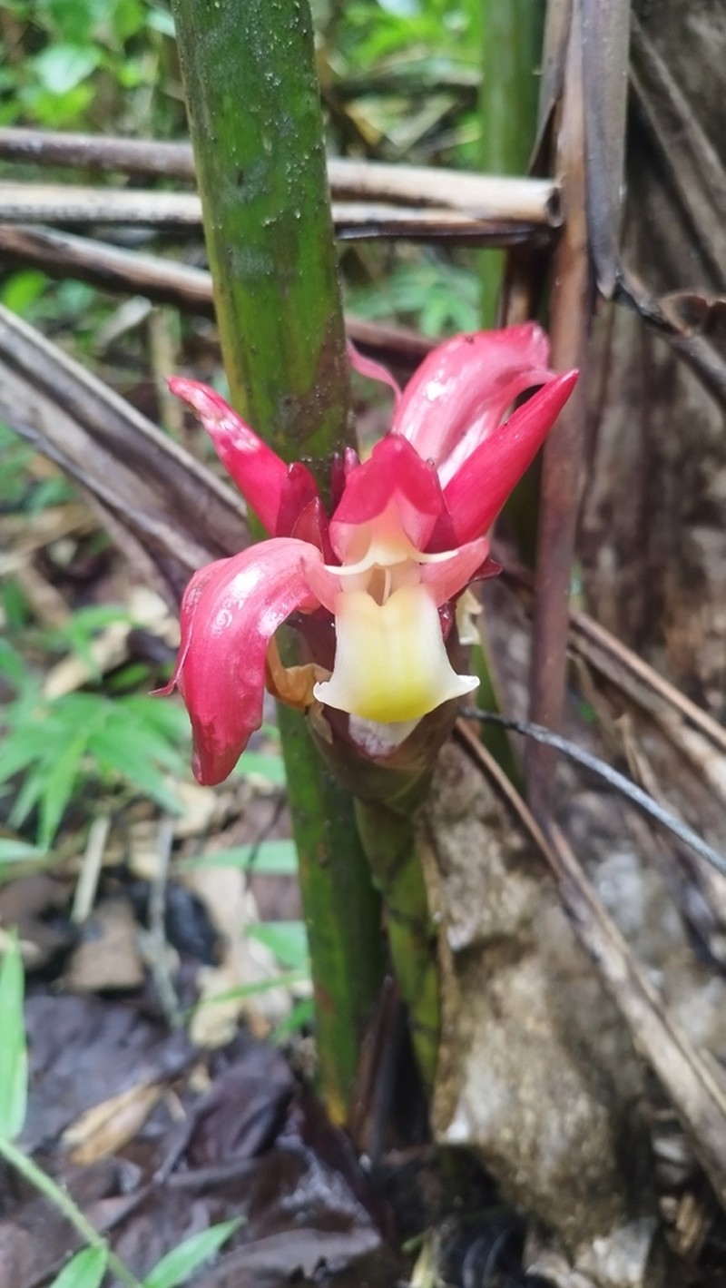 Aframomum angustifolium photo 7