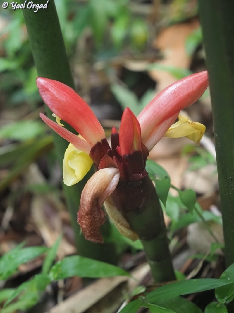 Aframomum angustifolium photo 8
