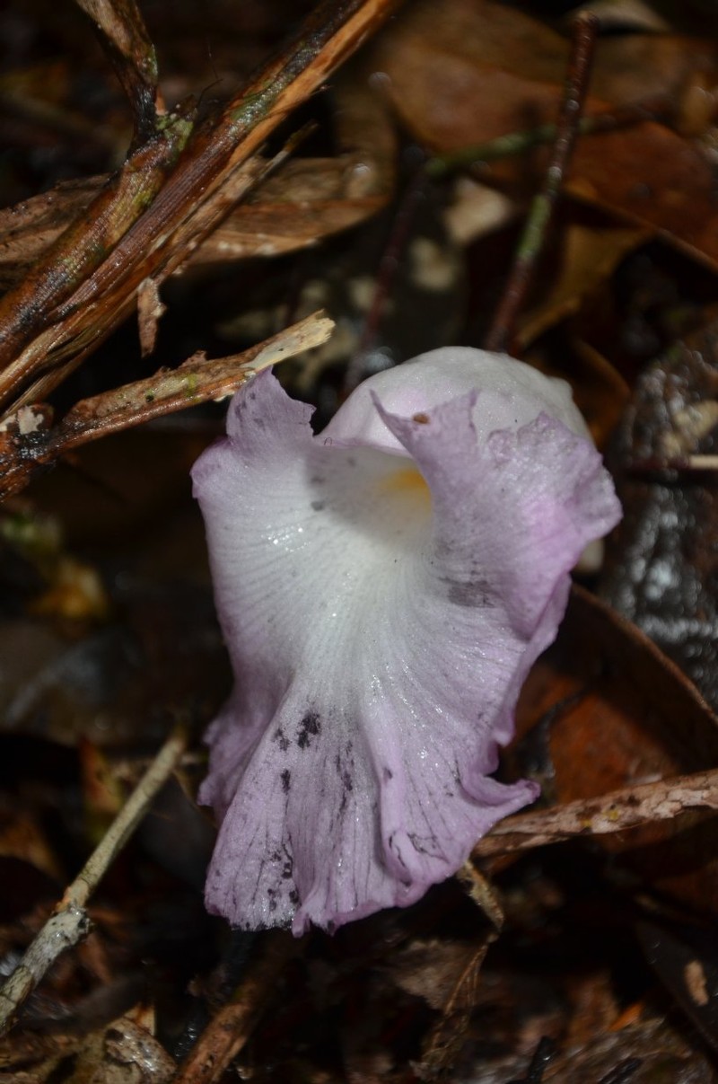 Aframomum arundinaceum