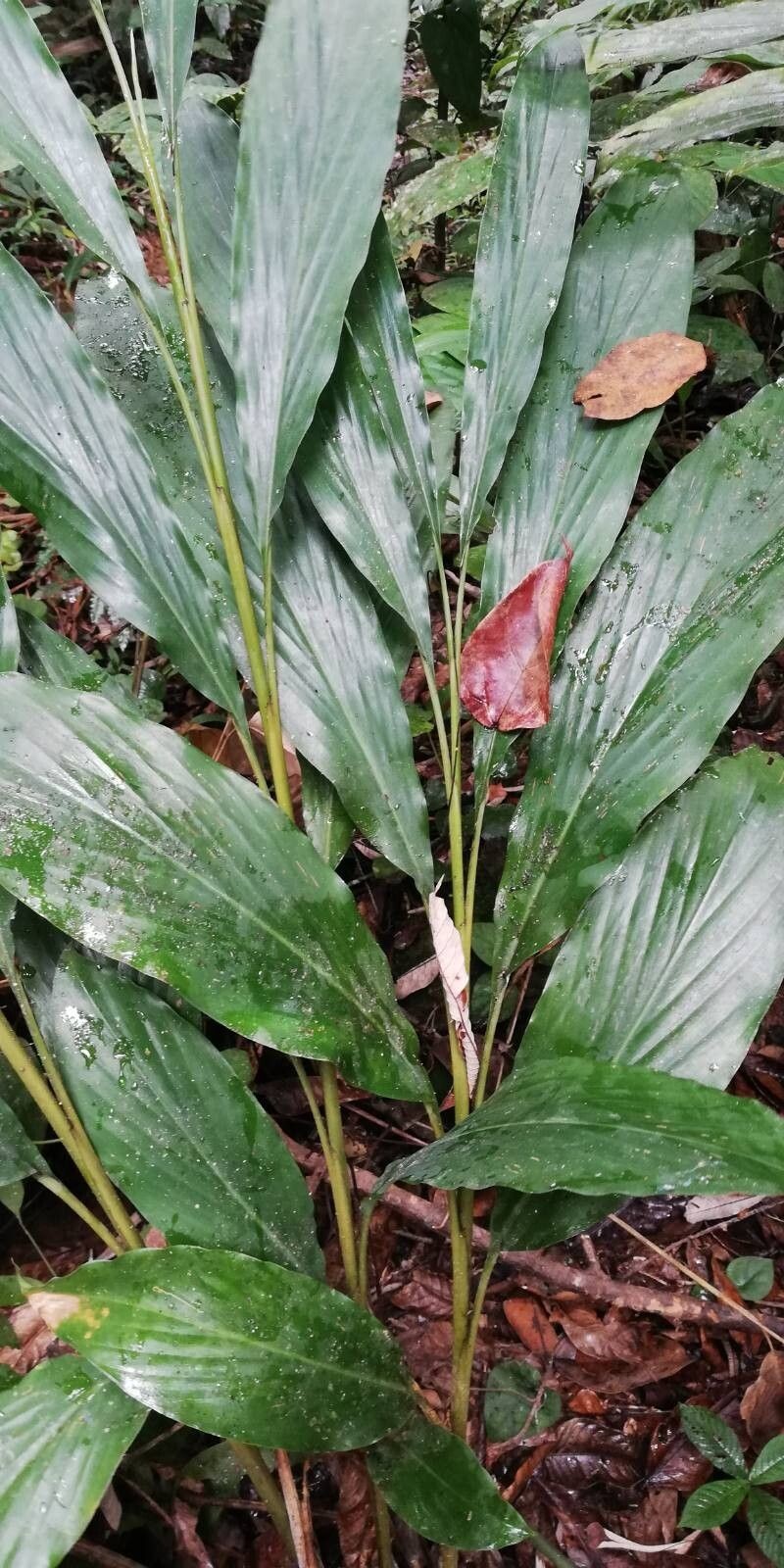 Aframomum arundinaceum photo 2