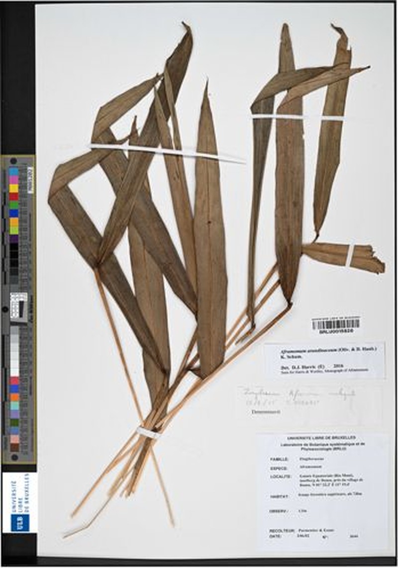 Aframomum arundinaceum photo 4