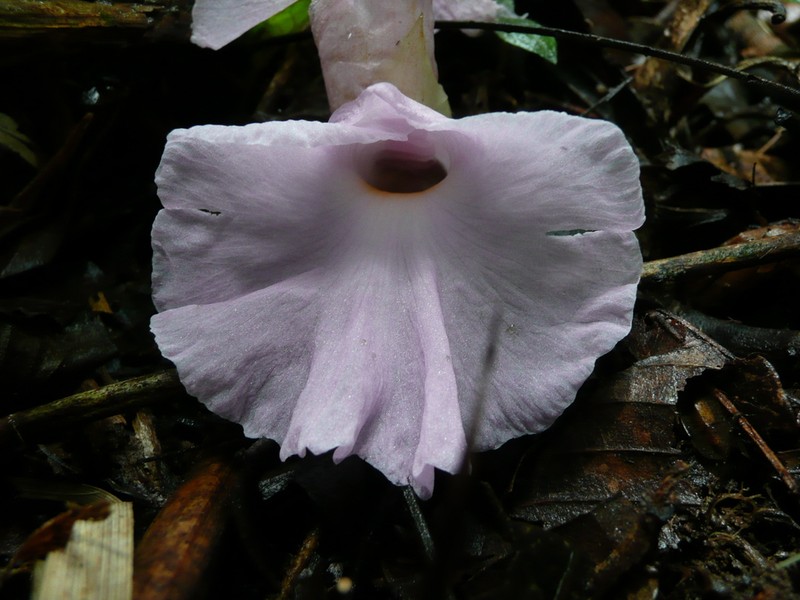 Aframomum cereum