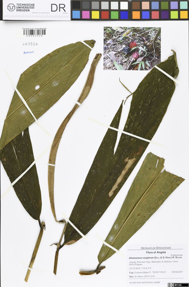 Aframomum cereum photo 3