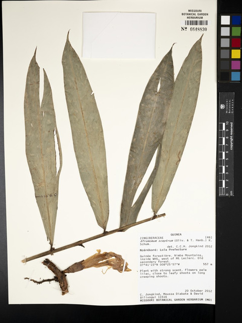 Aframomum cereum photo 4
