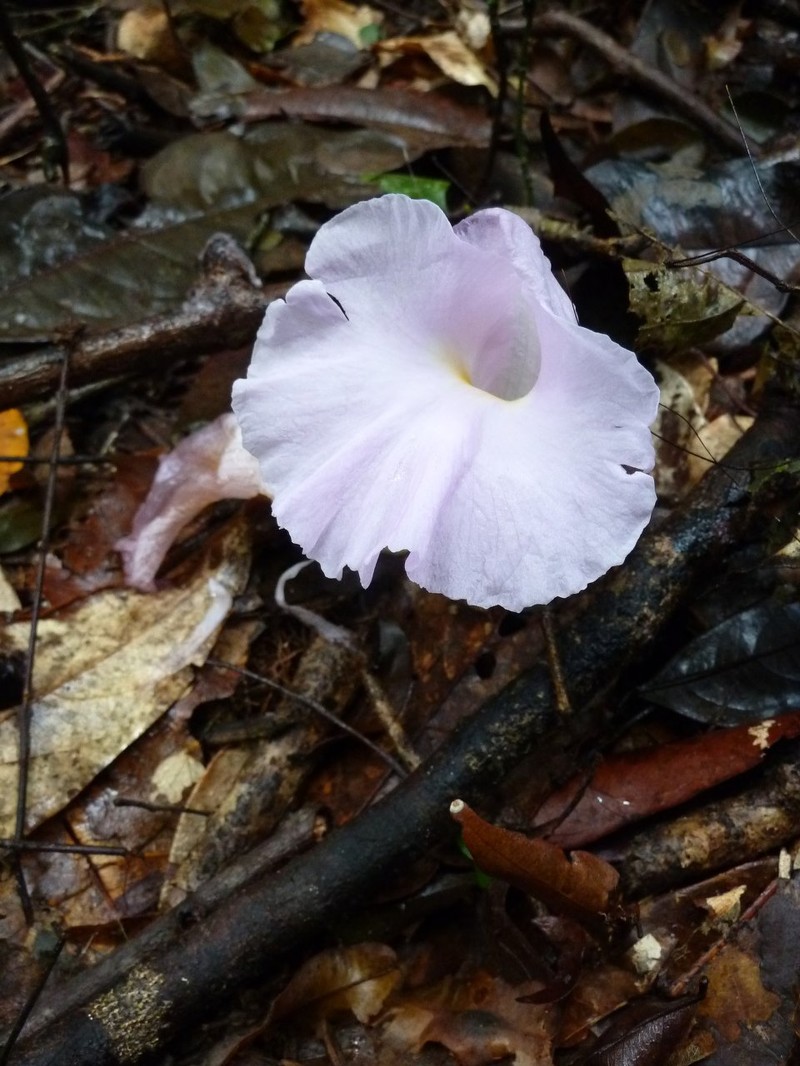Aframomum cereum photo 5