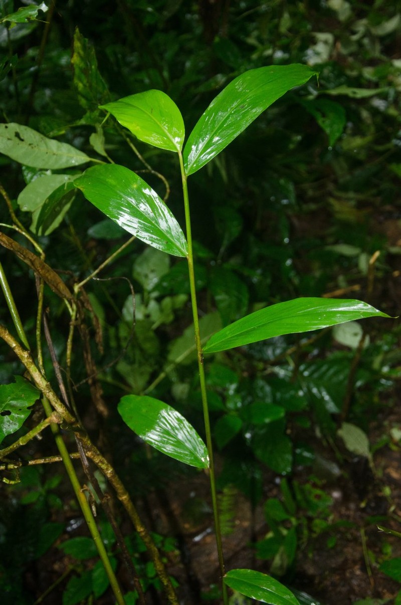 Aframomum chrysanthum