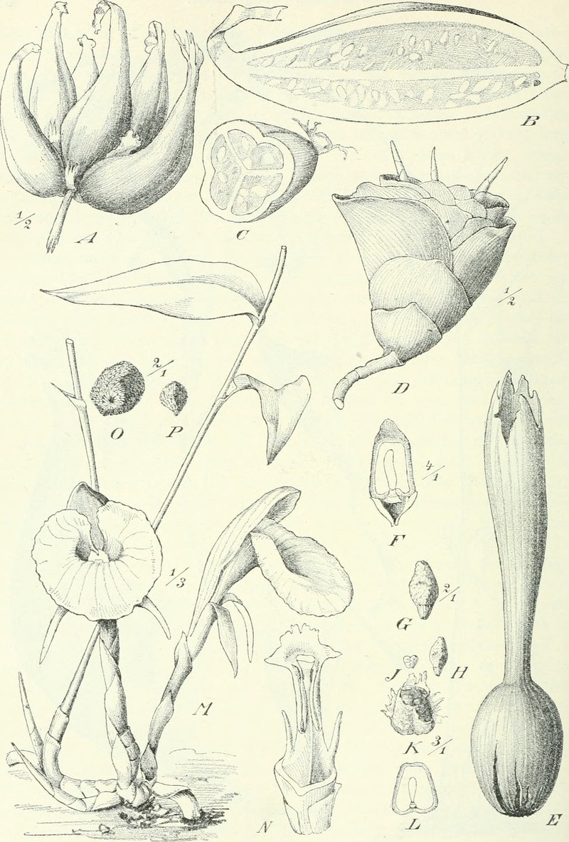 Aframomum citratum