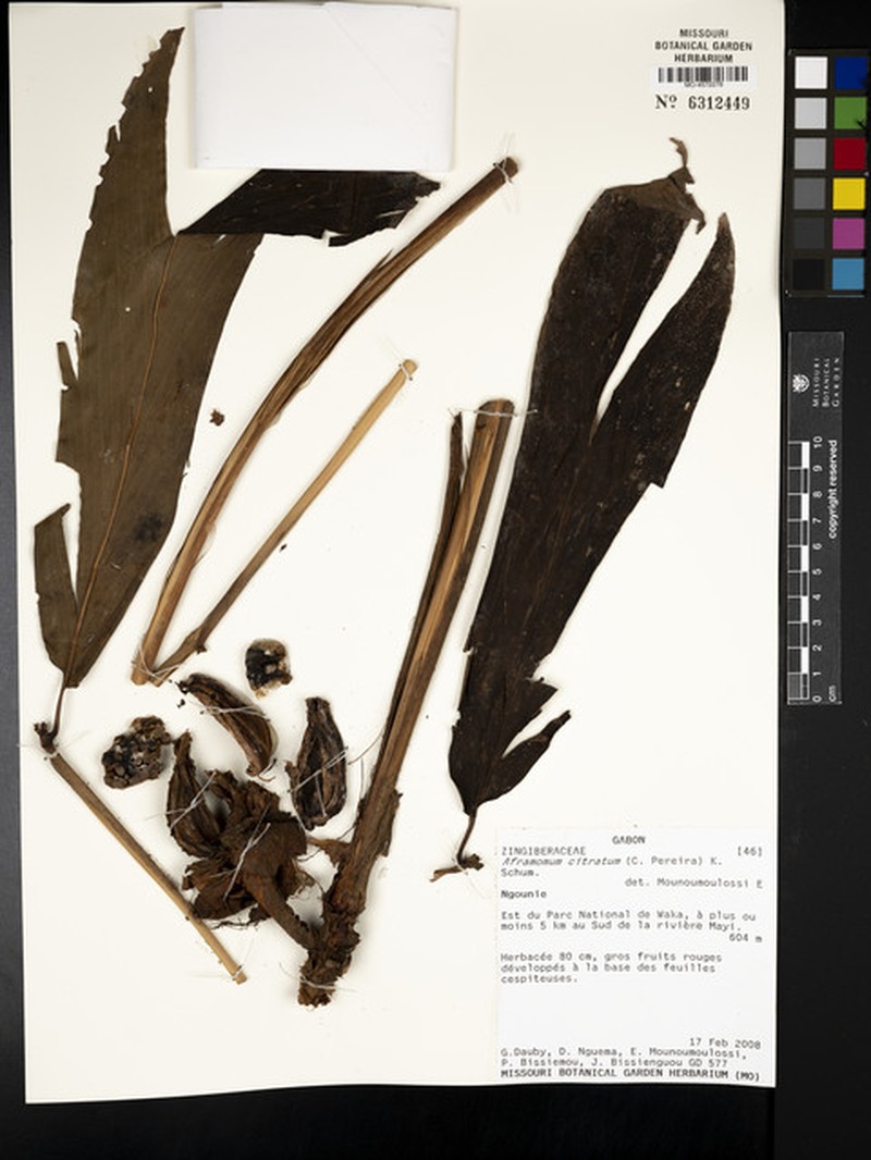 Aframomum citratum photo 3