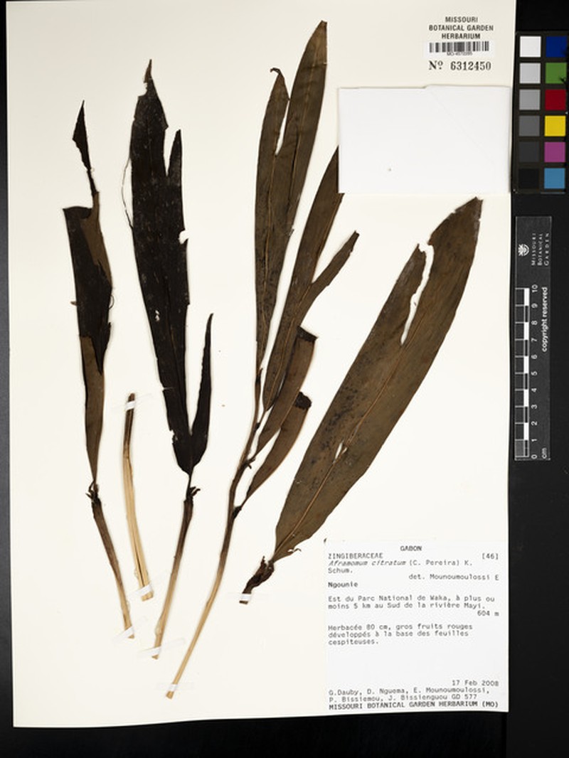 Aframomum citratum photo 4