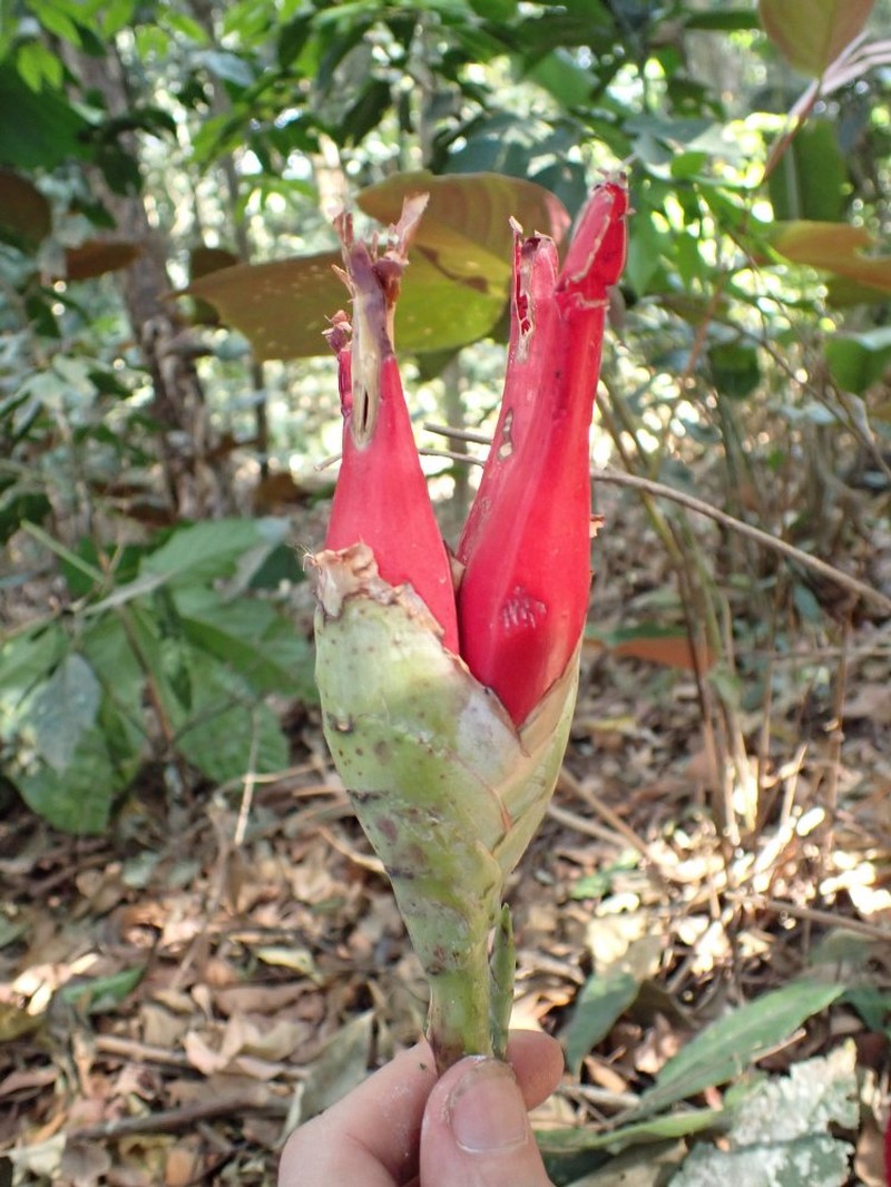 Aframomum cordifolium