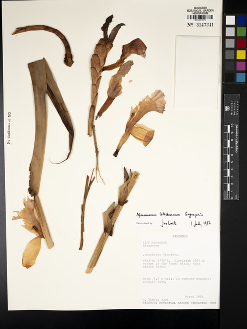 Aframomum cordifolium photo 3