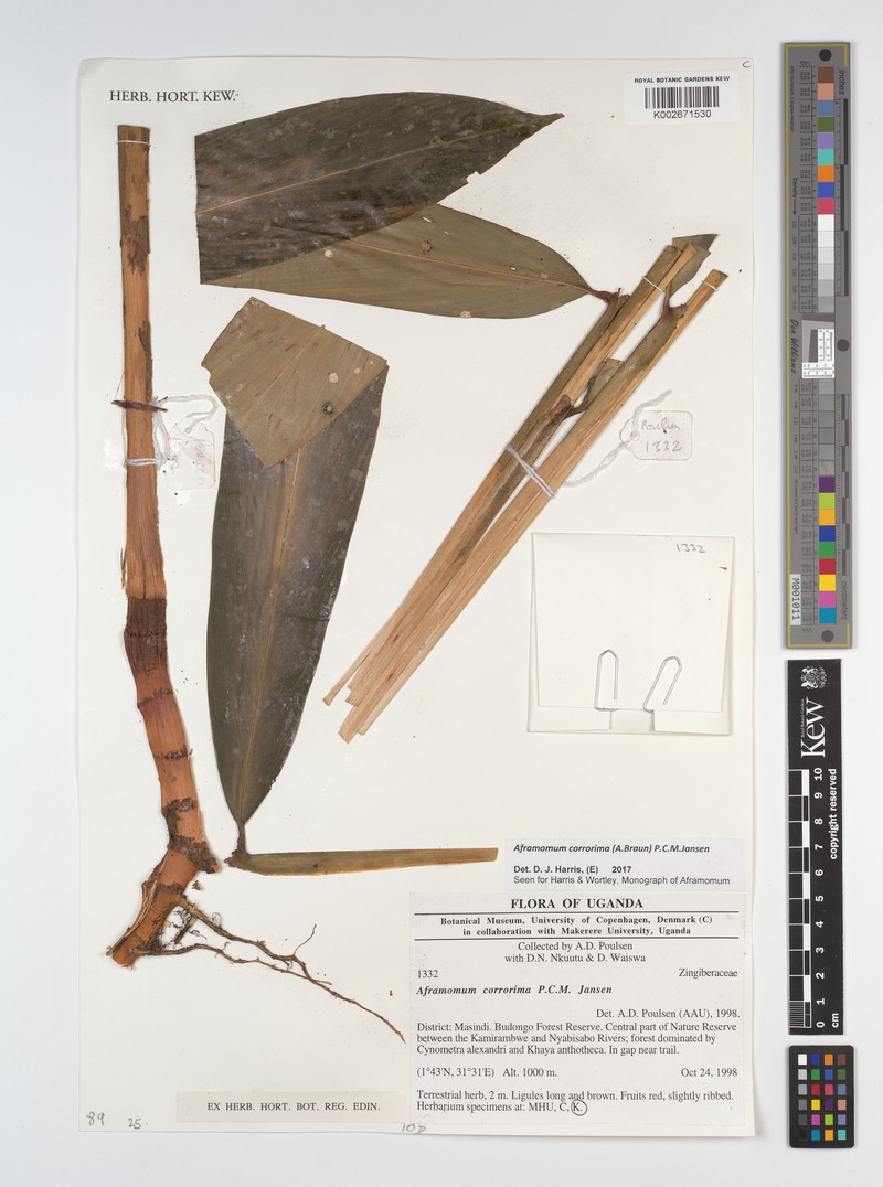 Aframomum corrorima photo 3