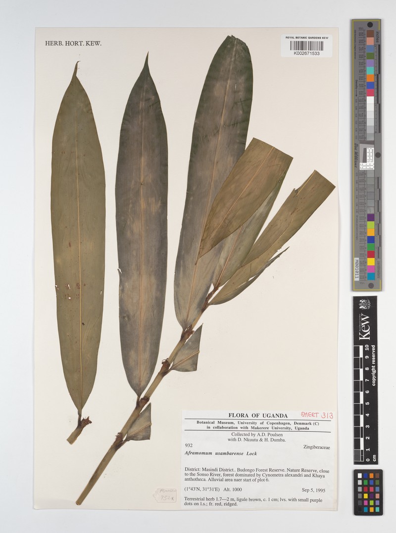 Aframomum corrorima photo 4