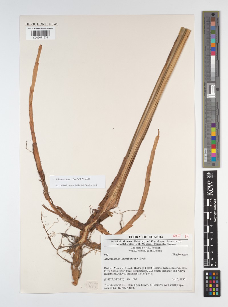 Aframomum corrorima photo 5