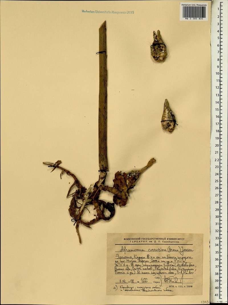 Aframomum corrorima photo 6