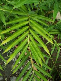 Aframomum daniellii