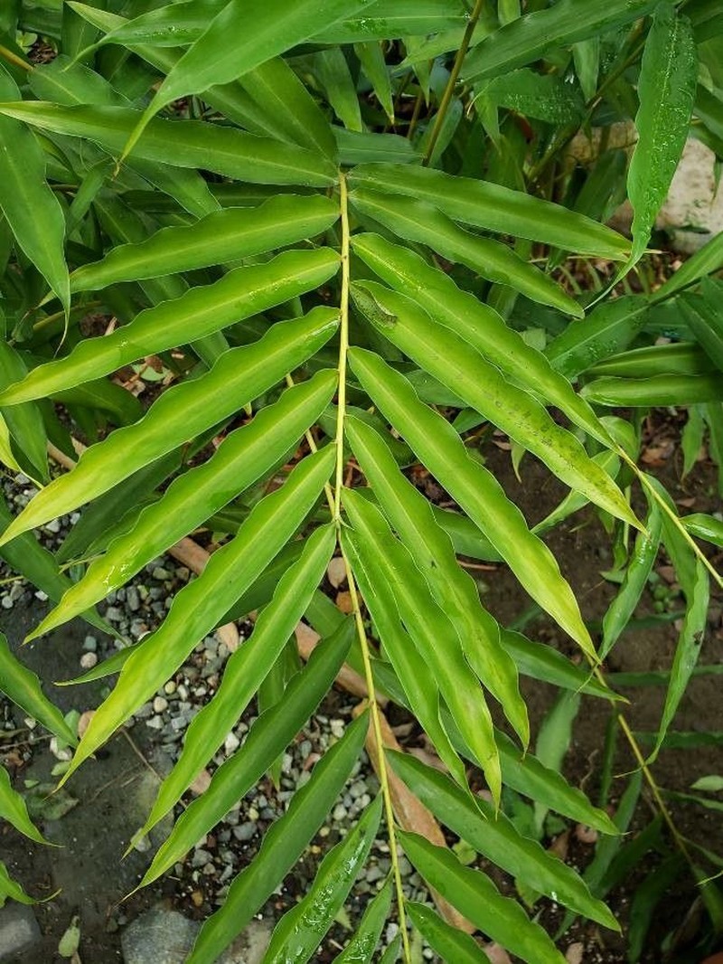 Aframomum daniellii