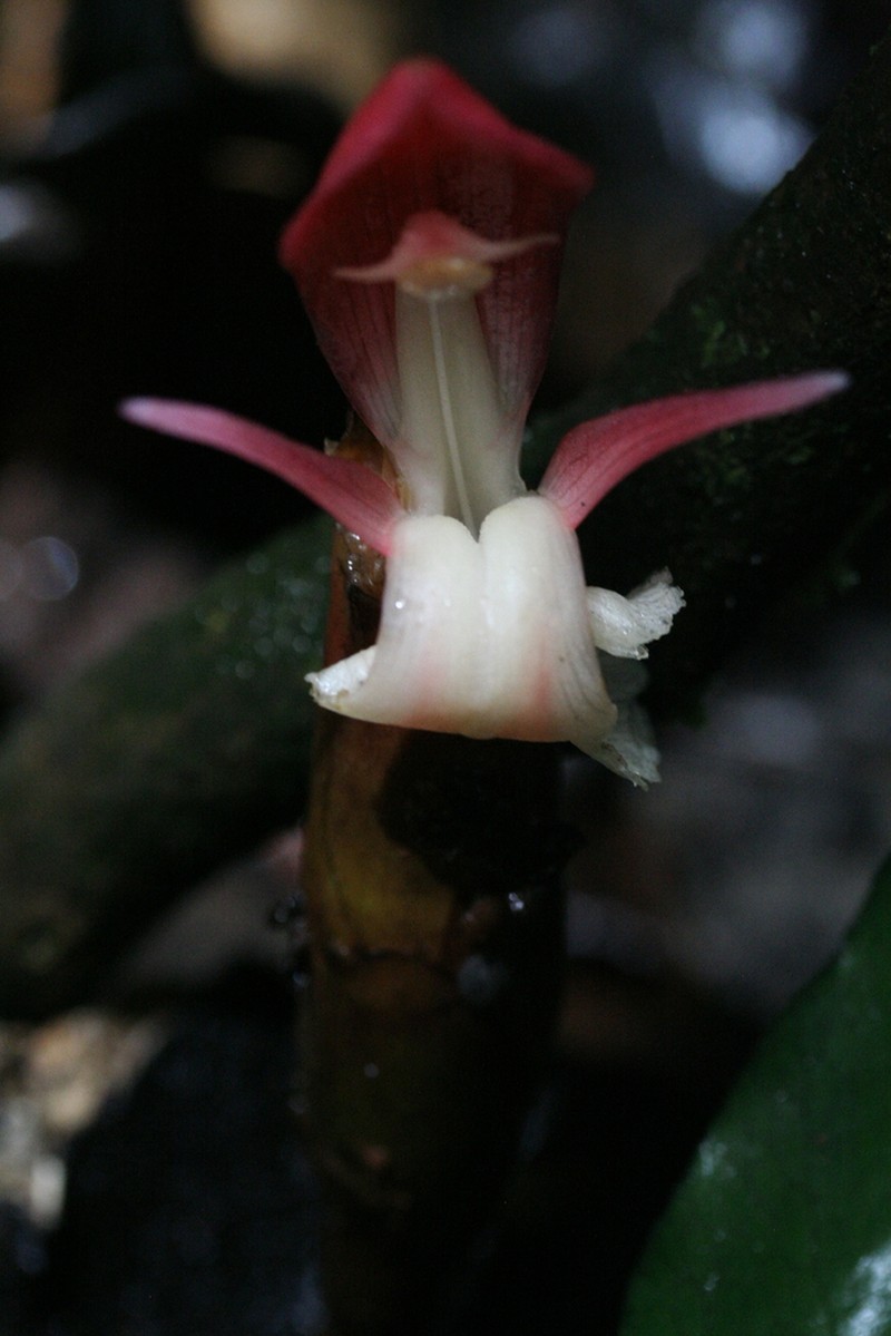 Aframomum daniellii photo 2