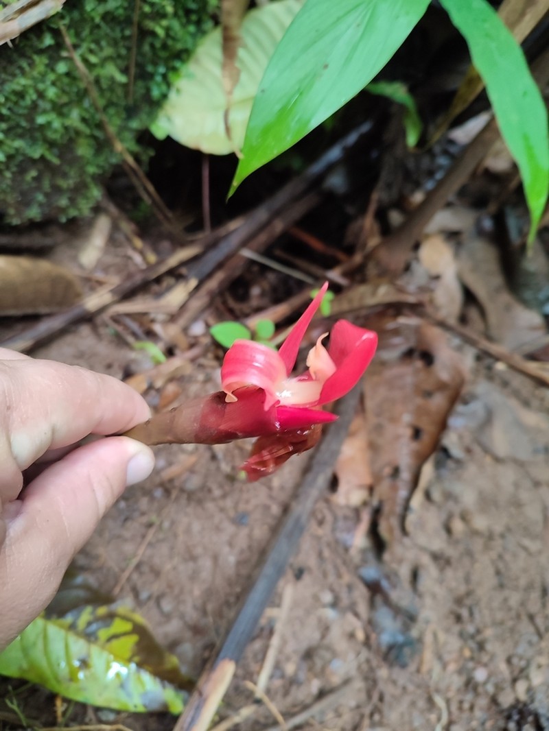 Aframomum daniellii photo 3