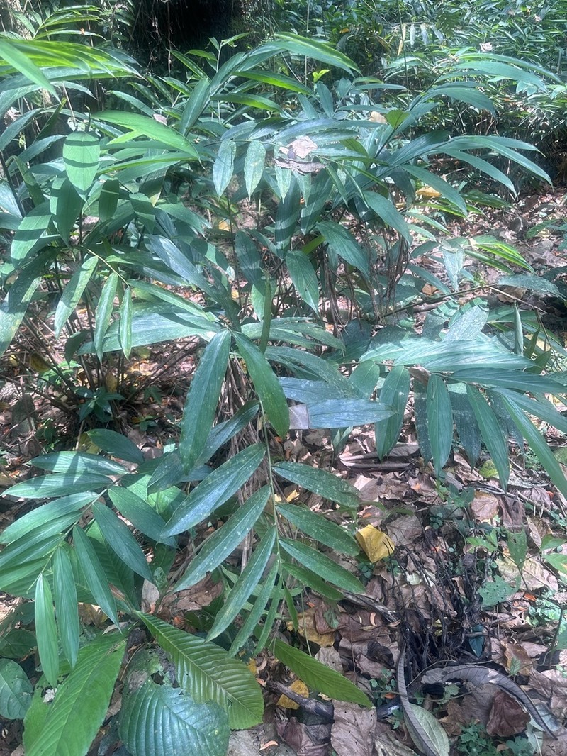 Aframomum daniellii photo 4