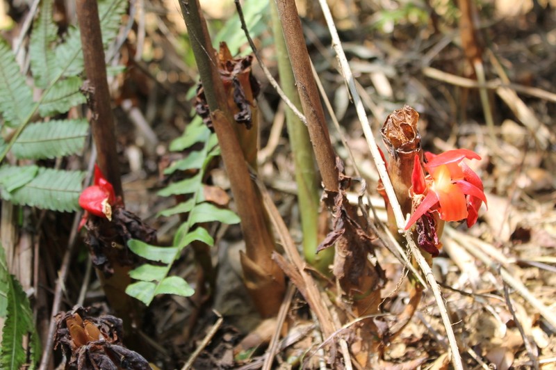 Aframomum daniellii photo 5