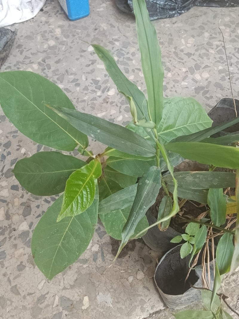 Aframomum daniellii photo 6