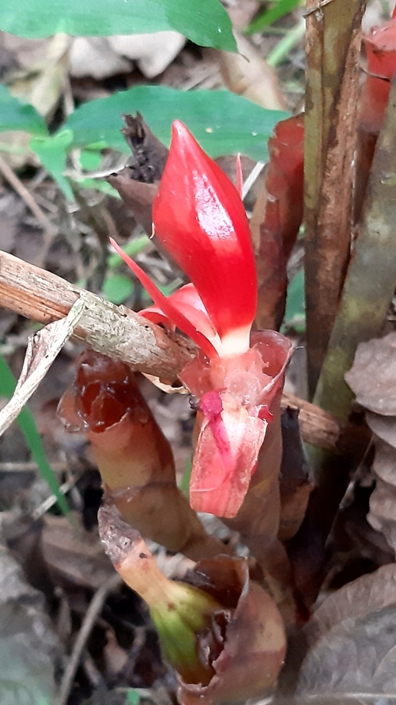 Aframomum daniellii photo 8