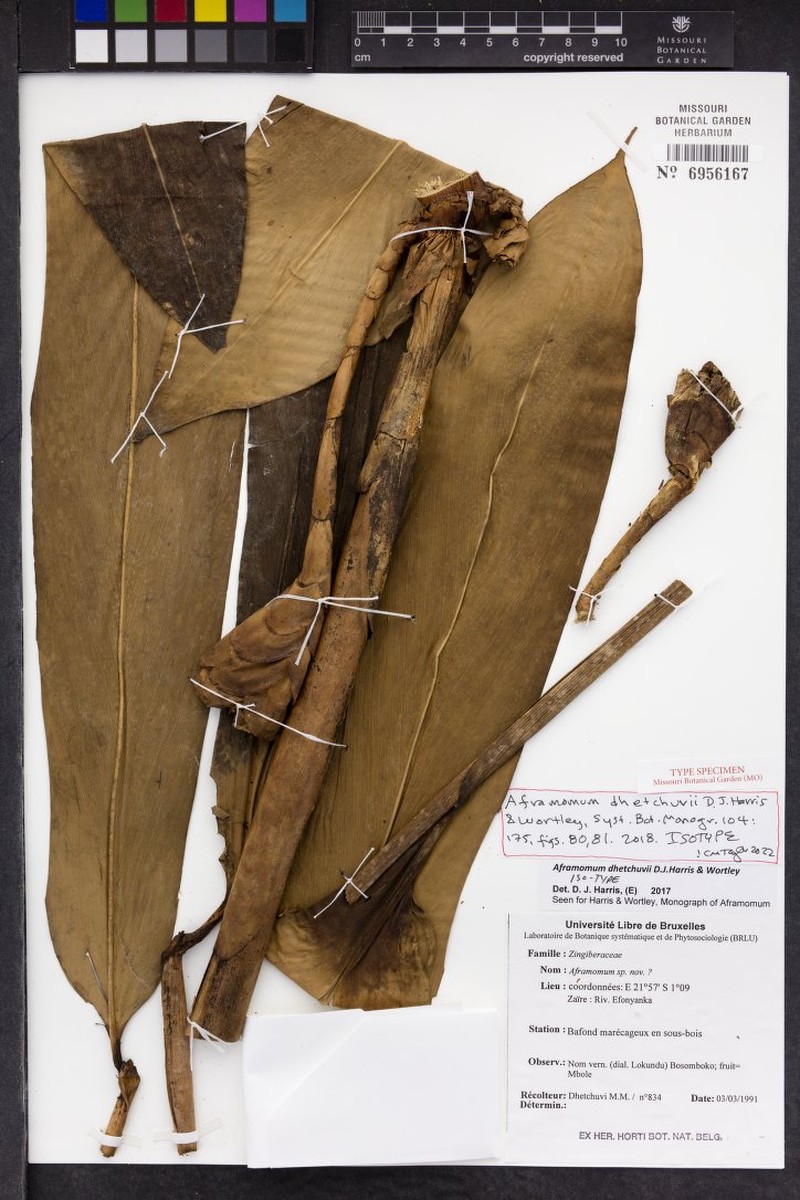 Aframomum dhetchuvii photo 2