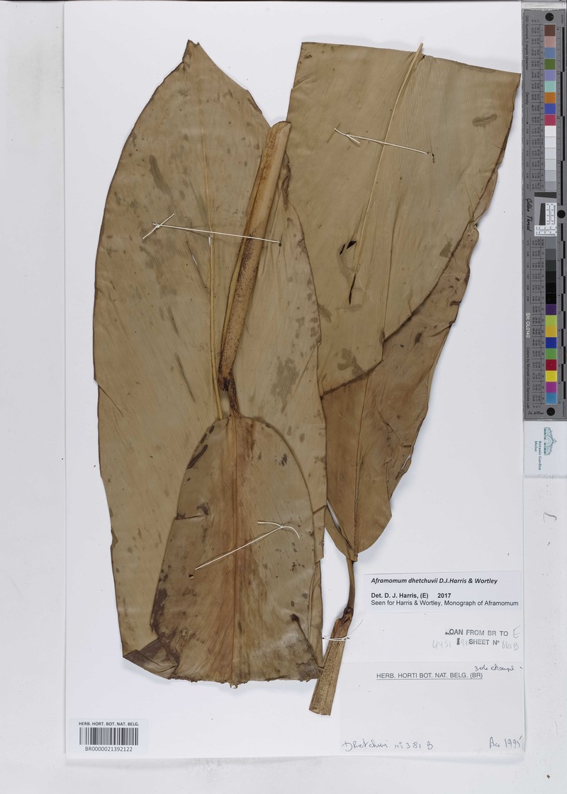 Aframomum dhetchuvii photo 3