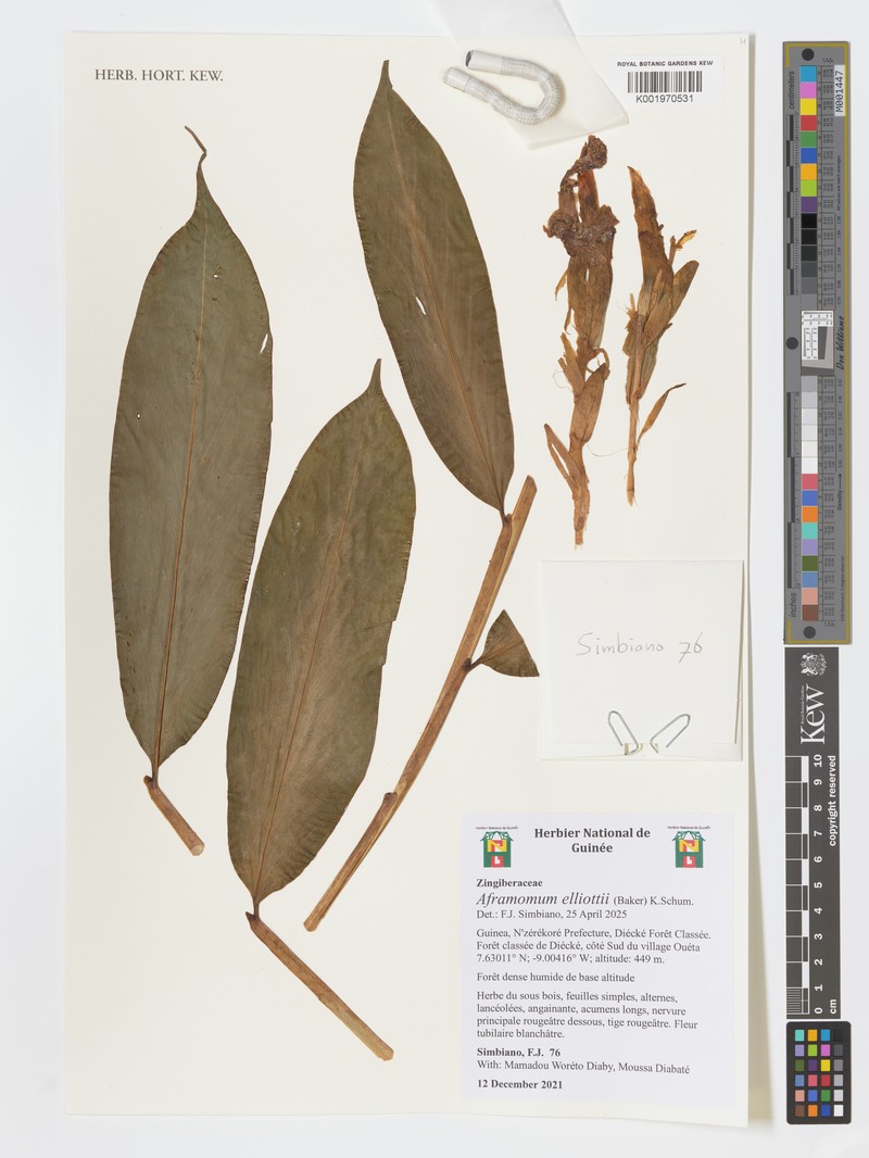Aframomum elliottii