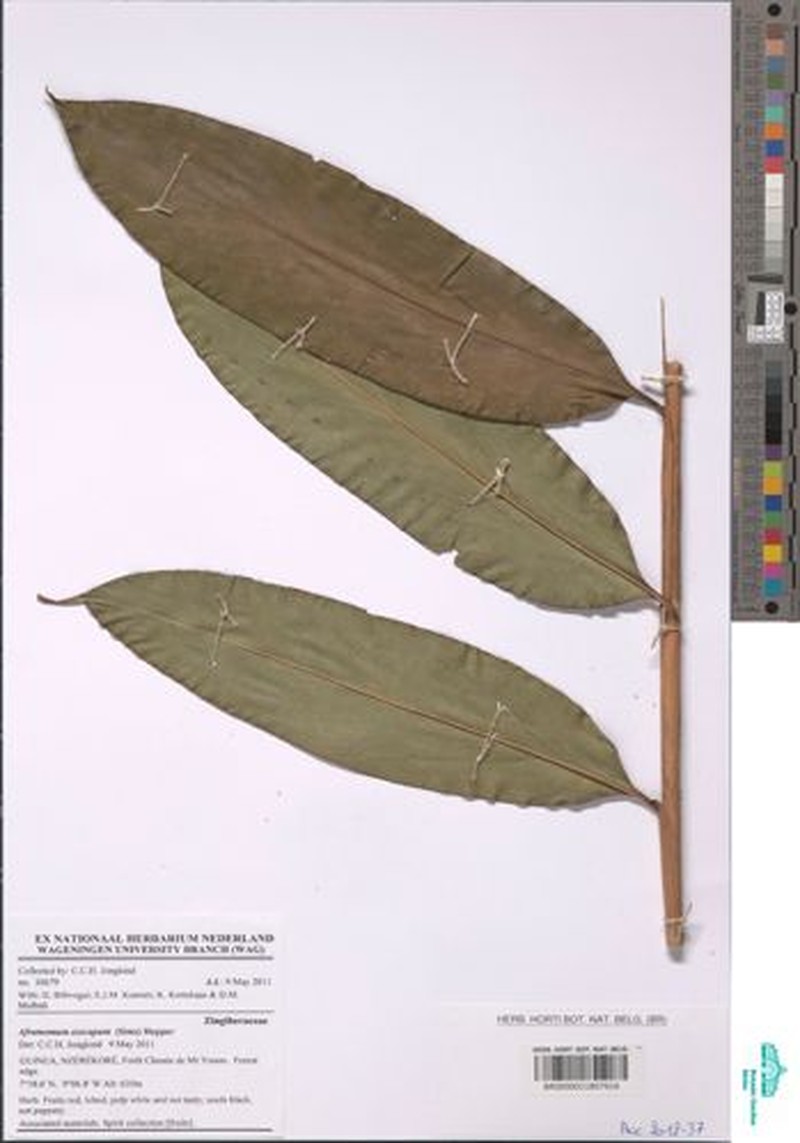 Aframomum exscapum photo 4