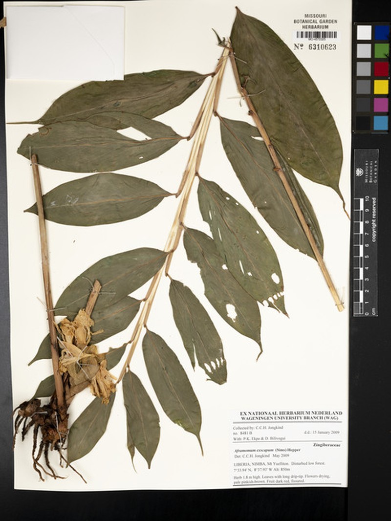 Aframomum exscapum photo 5
