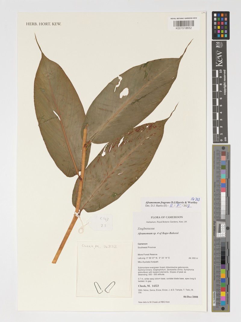 Aframomum fragrans
