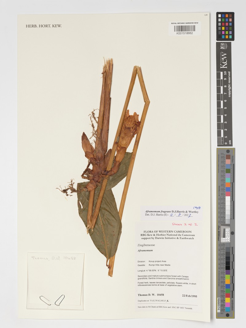 Aframomum fragrans photo 2