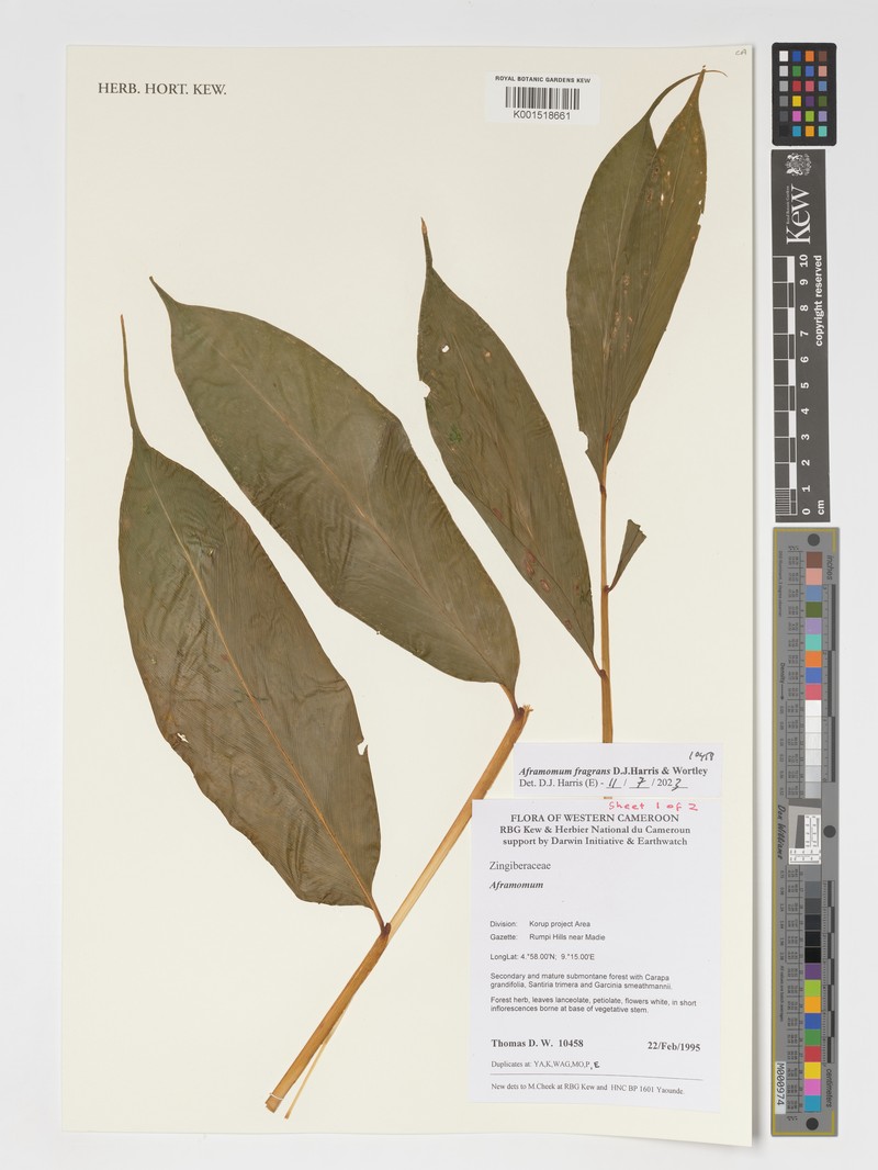 Aframomum fragrans photo 3