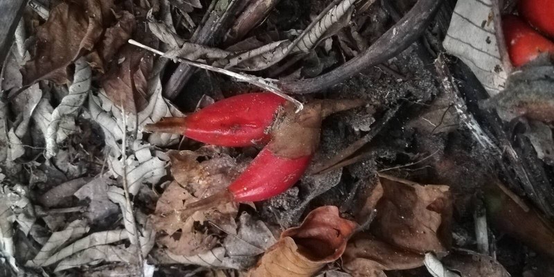 Aframomum giganteum photo 3