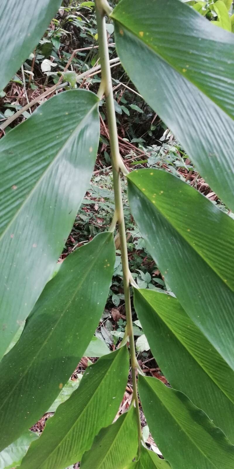 Aframomum giganteum photo 5
