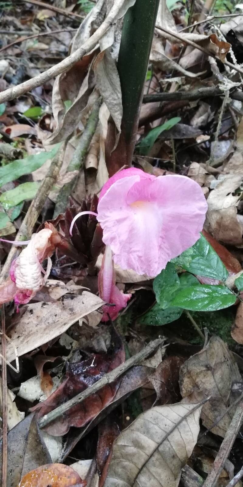 Aframomum giganteum photo 7