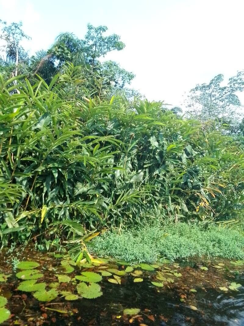Aframomum giganteum photo 8