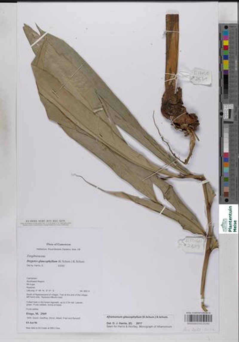 Aframomum glaucophyllum