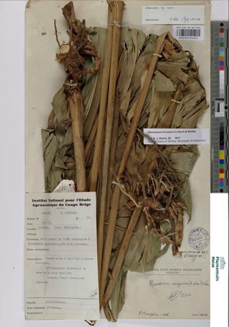 Aframomum hirsutum photo 2