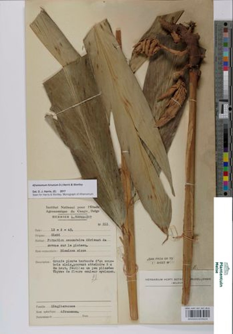 Aframomum hirsutum photo 3