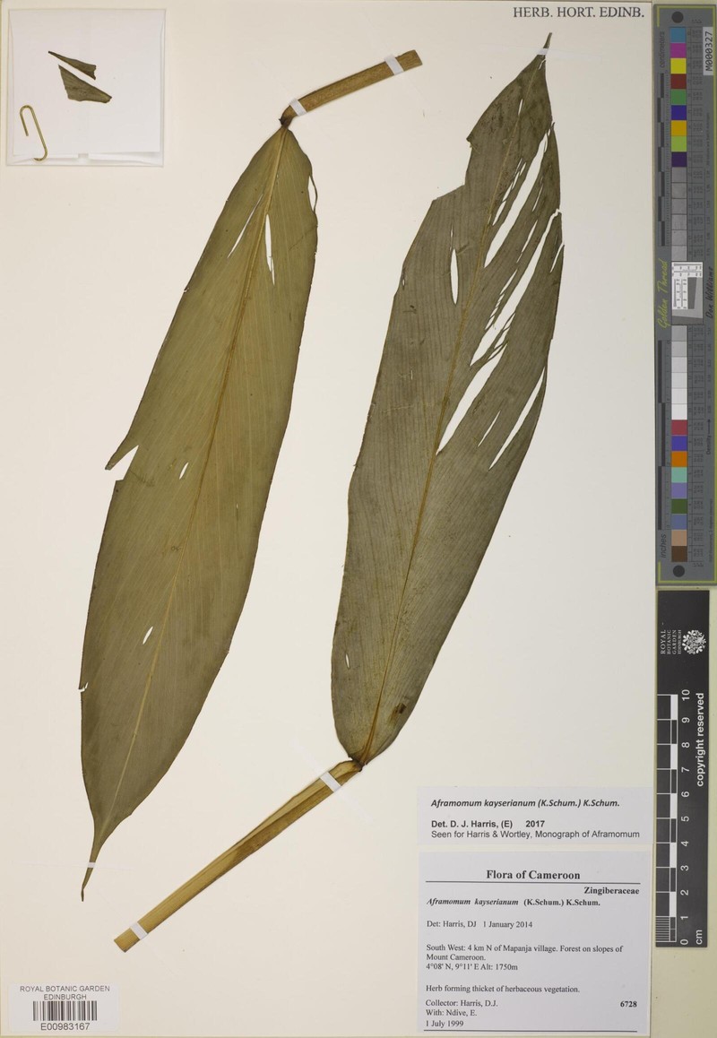Aframomum kayserianum