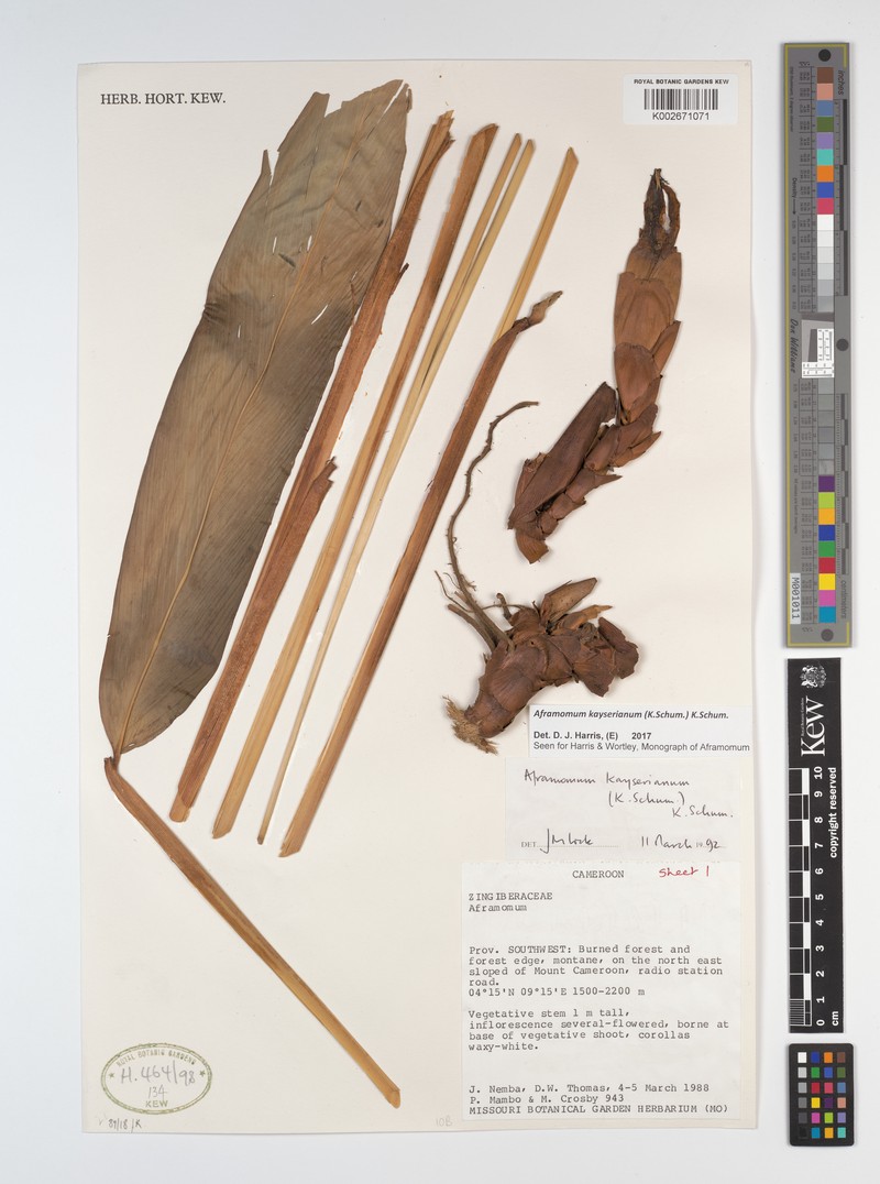 Aframomum kayserianum photo 2