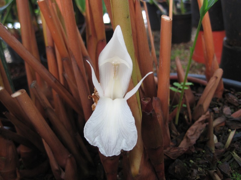 Aframomum kayserianum photo 3