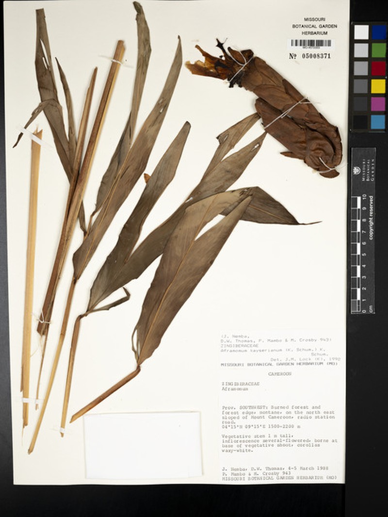 Aframomum kayserianum photo 4